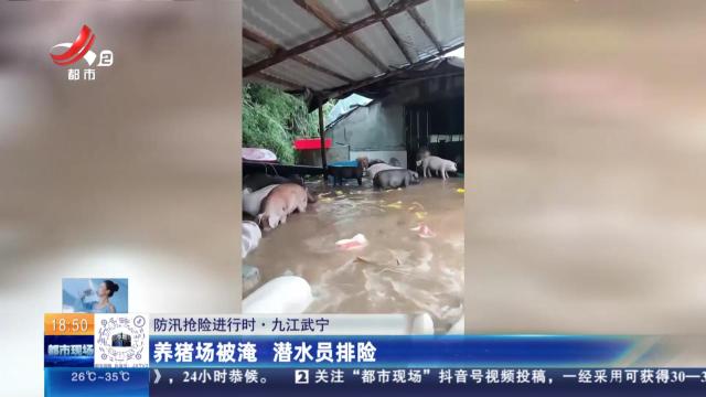 【防汛抢险进行时】九江武宁：养猪场被淹 潜水员排险