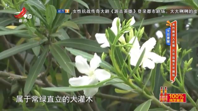 今日提醒——夹竹桃进入花期 只可远观不可摘玩