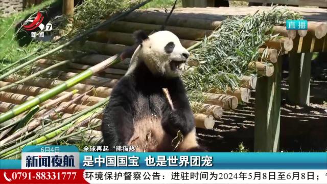 【全球再起“熊猫热”】是中国国宝 也是世界团宠