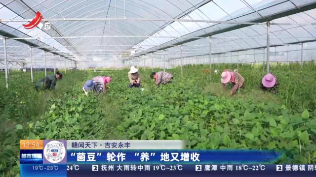【赣闻天下】吉安永丰：“菌豆”轮作 “养”地又增收