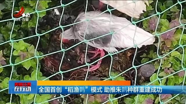 全国首创“稻渔鹮”模式 助推朱鹮种群重建成功