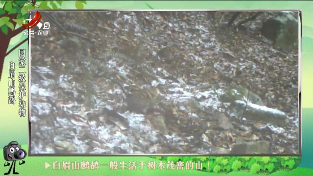 绿野秘踪20240606