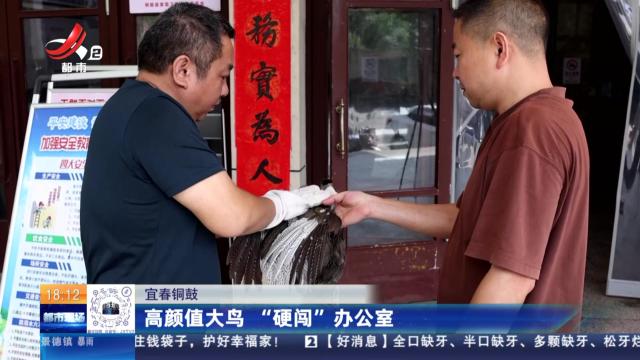 宜春铜鼓：高颜值大鸟 “硬闯”办公室