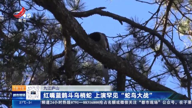 九江庐山：红嘴蓝鹊斗乌梢蛇 上演罕见“蛇鸟大战”