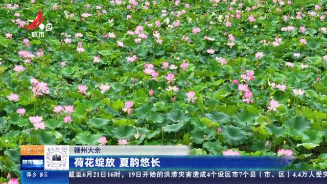 赣州大余：荷花绽放 夏韵悠长
