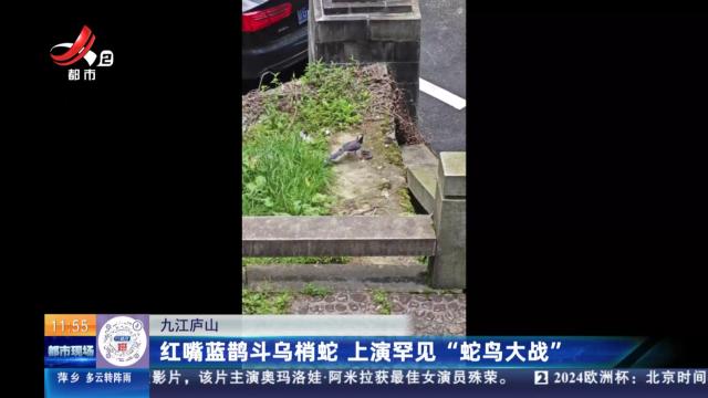 九江庐山：红嘴蓝鹊斗乌梢蛇 上演罕见“蛇鸟大战”