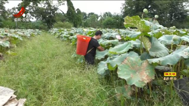 抚州广昌：伺“机”而动 “贷”动白莲加工机械化