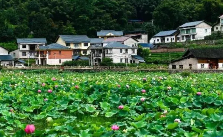 长天新闻丨江右锐评：农村人居环境整治，莫要和“鸡鸭鹅”过不去