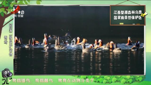 绿野秘踪20240618