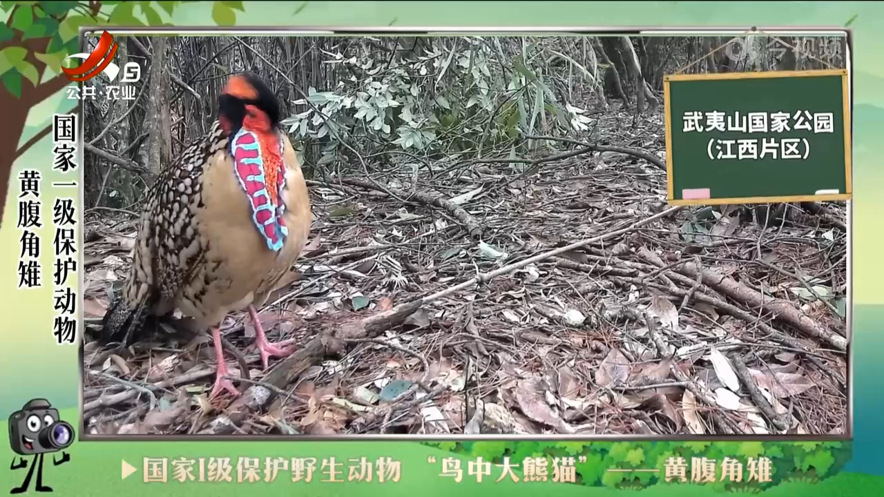 绿野秘踪20240601