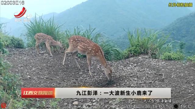 九江彭泽：一大波新生小鹿来了