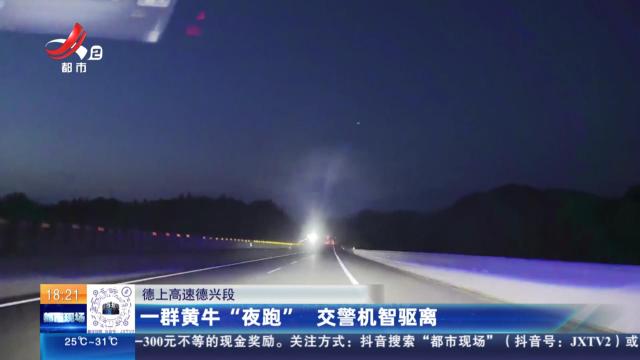 德上高速德兴段：一群黄牛“夜跑” 交警机智驱离