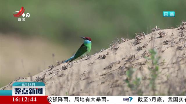 “中国最美小鸟”蓝喉蜂虎栖息鄱阳湖畔
