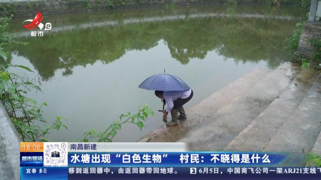 南昌新建：水塘出现“白色生物”  村民：不晓得是什么