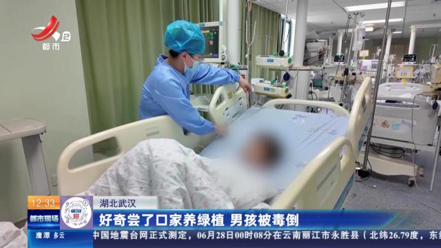 湖北武汉：好奇尝了口家养绿植 男孩被毒倒