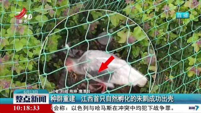 种群重建 江西首只自然孵化的朱鹮成功出壳