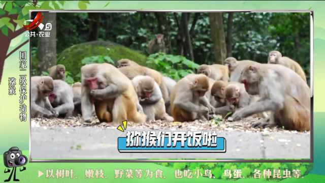 绿野秘踪20240621