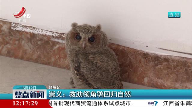 崇义：救助领角鸮回归自然