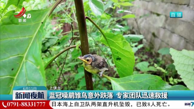 蓝冠噪鹛雏鸟意外跌落 专家团队迅速救援