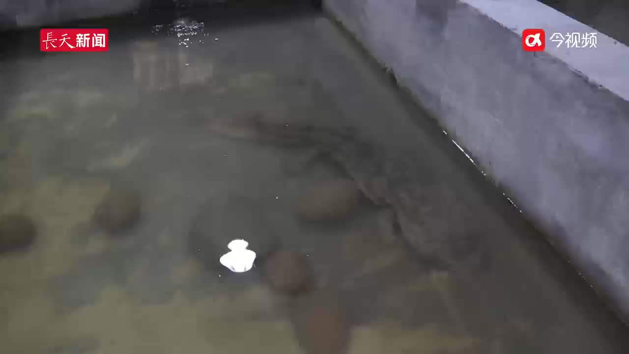 “安”得清池千万间 邀“鲵”一起来靖安
