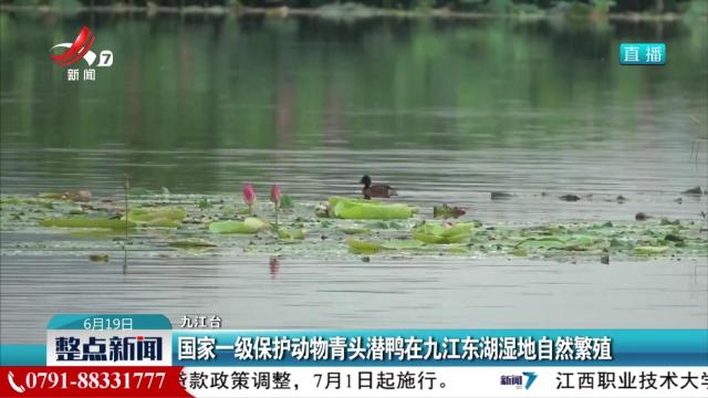 国家一级保护动物青头潜鸭在九江东湖湿地自然繁殖