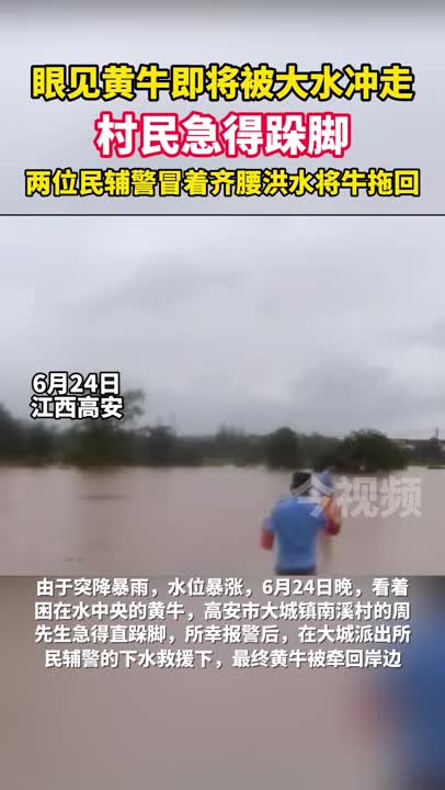 眼见黄牛即将被大水冲走，村民急得跺脚，两位民辅警冒着齐腰洪水将牛拖回