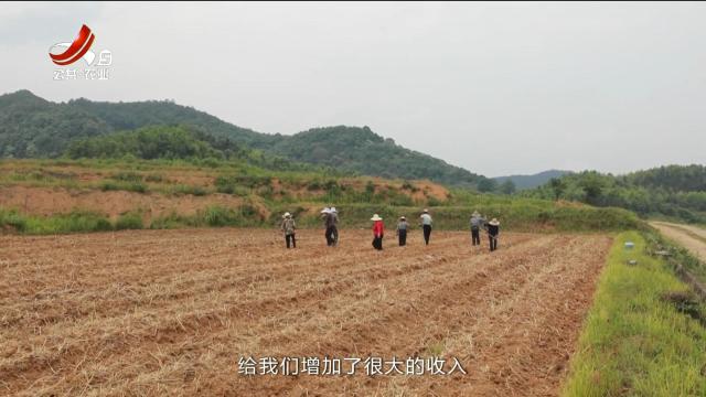 三农头条20240602