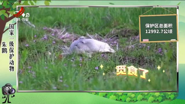 绿野秘踪20240620
