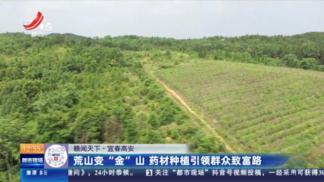 【赣闻天下】宜春高安：荒山变“金”山 药材种植引领群众致富路