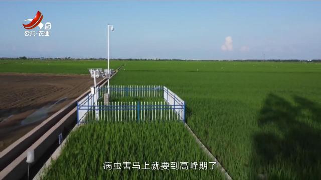 三农头条20240603