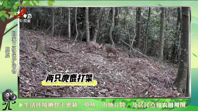 绿野秘踪20240628