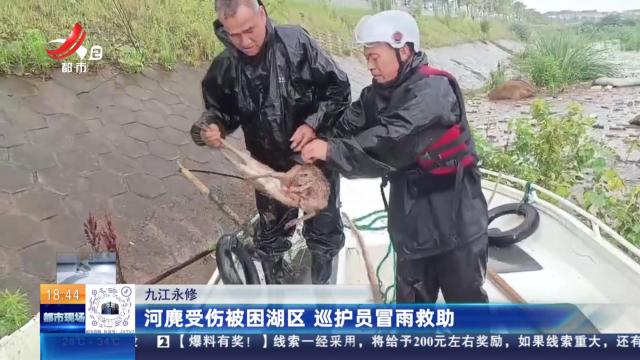 九江永修：河麂受伤被困湖区 巡护员冒雨救助