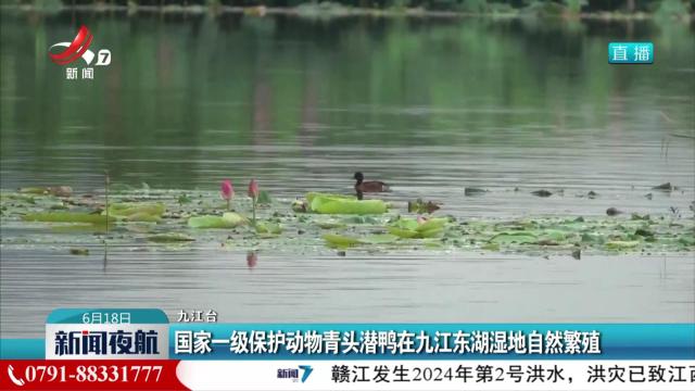 国家一级保护动物青头潜鸭在九江东湖湿地自然繁殖