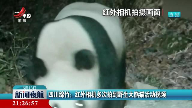 四川绵竹：红外相机多次拍到野生大熊猫活动视频
