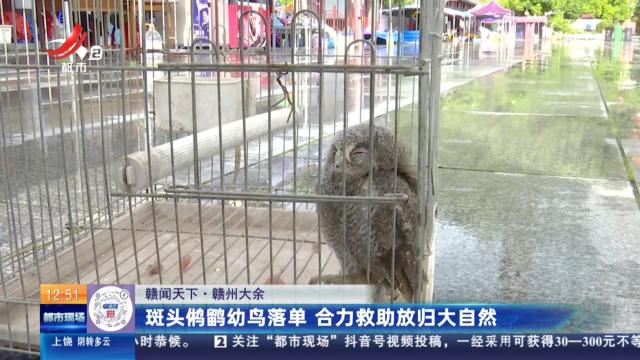 【赣闻天下】赣州大余：斑头鸺鹠幼鸟落单 合力救助放归大自然