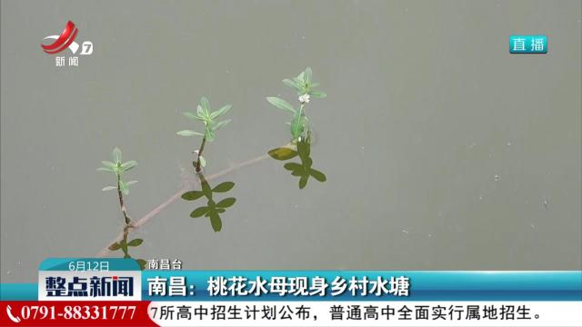 南昌：桃花水母现身乡村水塘
