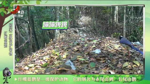 绿野秘踪20240622