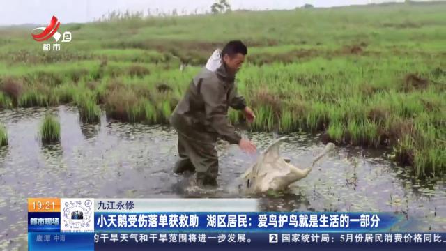 【九江永修】小天鹅受伤落单获救助 湖区居民：爱鸟护鸟就是生活的一部分