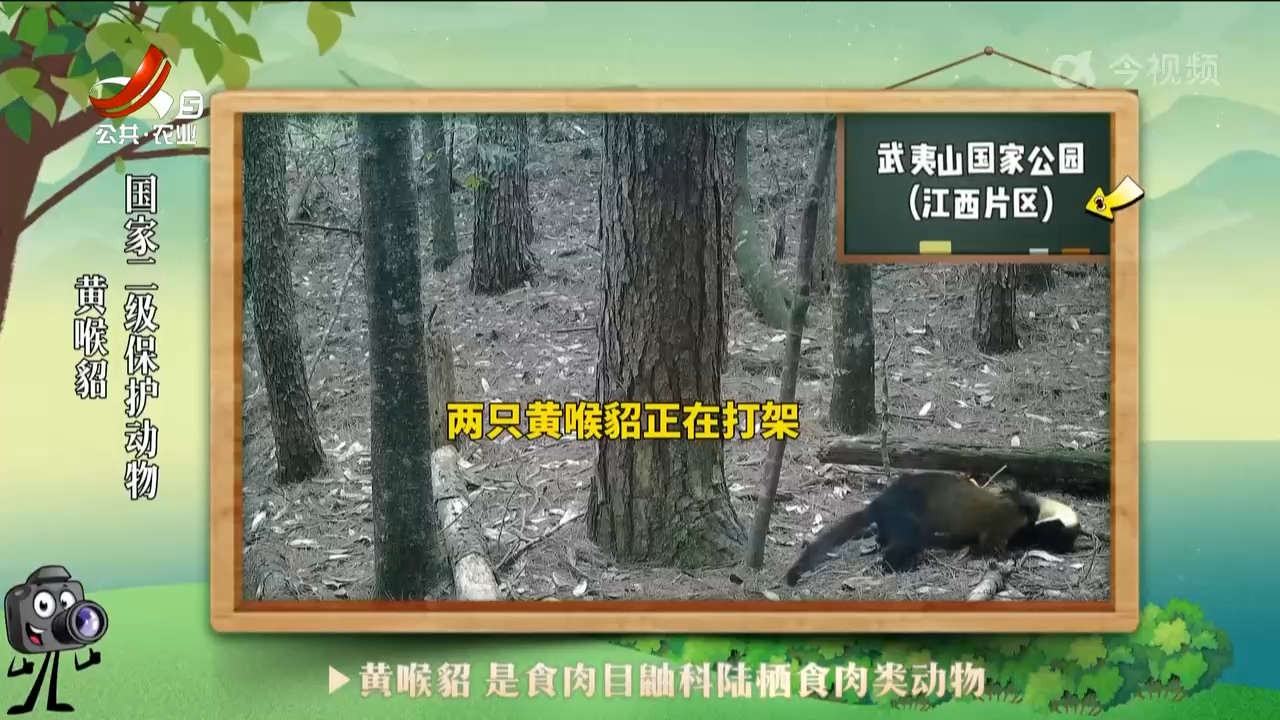 绿野秘踪20240604