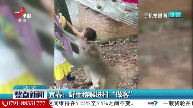 宜春：野生猕猴进村“做客”