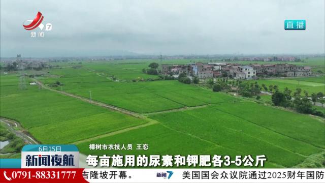 强化早稻田管 因苗施策打下丰收基础