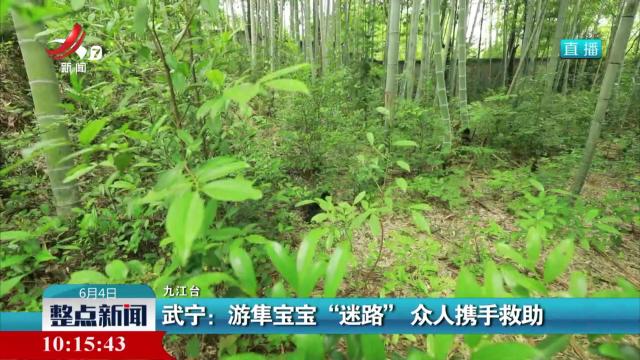 武宁：游隼宝宝“迷路” 众人携手救助