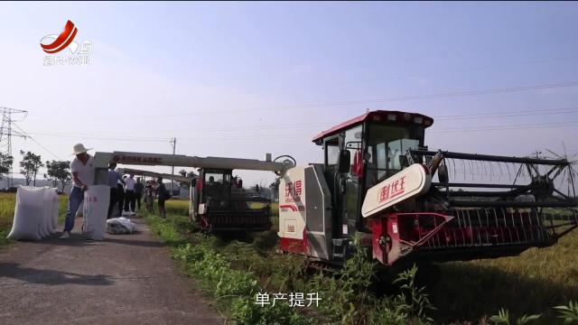 三农头条20240619