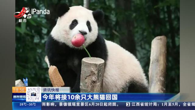 今年将接10余只大熊猫回国