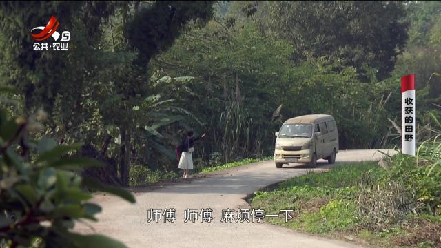 乡村栏目剧场20240611 收获的田野