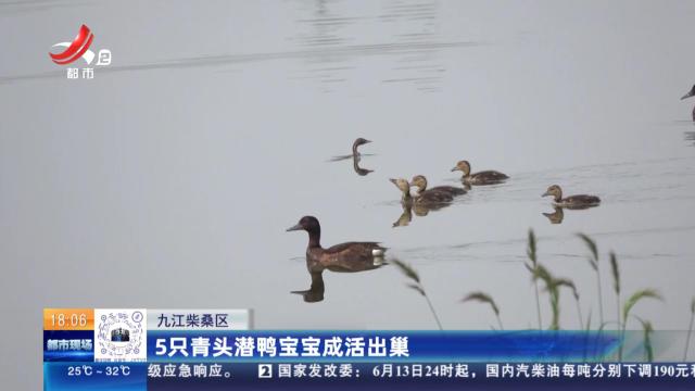 九江柴桑区：5只青头潜鸭宝宝成活出巢