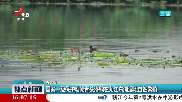 国家一级保护动物青头潜鸭在九江东湖湿地自然繁殖