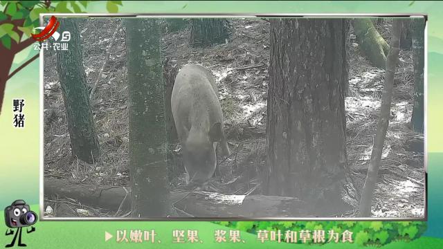 绿野秘踪20240609