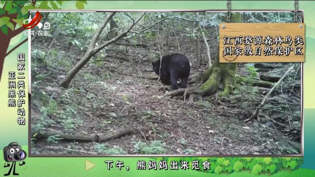 绿野秘踪20240605