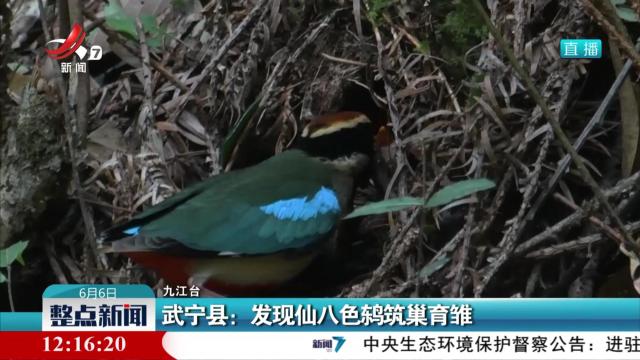 武宁县：发现仙八色鸫筑巢育雏